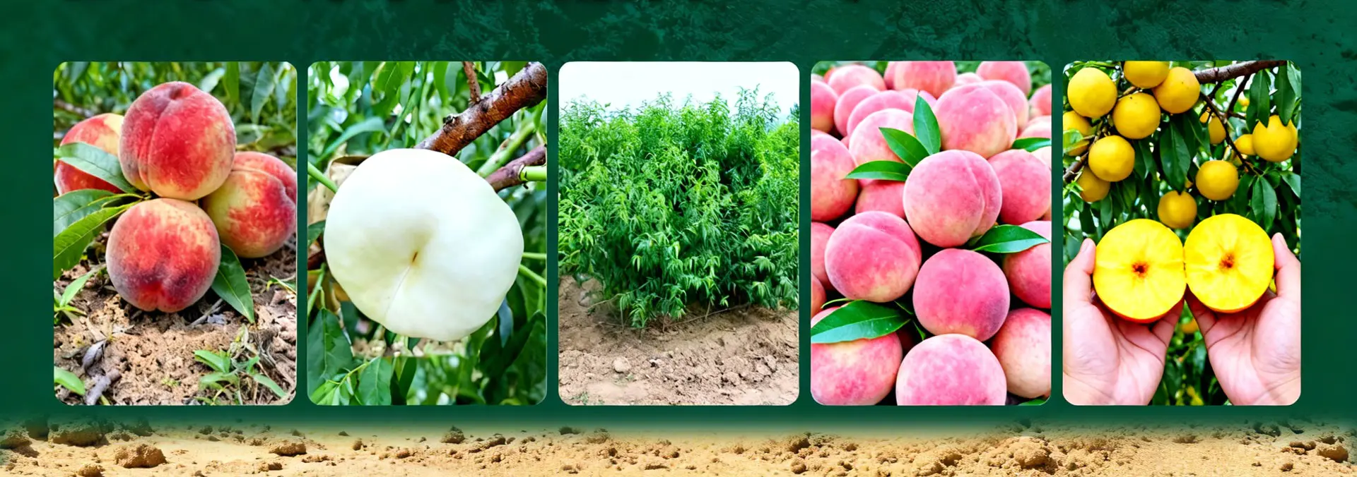 优质果树品种展示