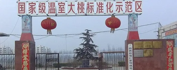 国家级温室大桃标准化示范区