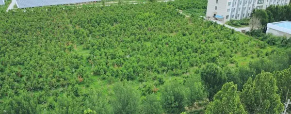 内黄县果树协会标准化大棚桃示范基地